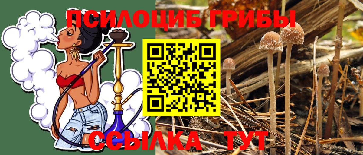 Псилоцибиновые грибы Cubensis  Вход с VPN  Щёкино 